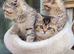Chinchilla Scottish Fold/straight kittens