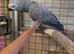African Grey female