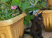 Boy black kitten 9 weeks