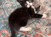 MALE KITTEN READY FOR NEW HOME