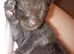7 gorgeous kittens