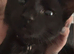 5 month old kitten needs loving home asap