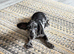 Doxie poo female Trixie