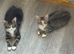 2 beautiful kittens