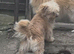 Lhaso apso x pomeranian