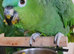 Outstanding hand tame Mealy amazon
