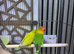 Love Birds