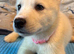 2 Beautiful female White Husky Puppies Ready for Their Forever Homes