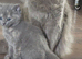 Kittens nebelung for sale