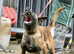 Dutch herder pups