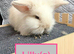 Double Maned Lionheads READY NOW