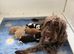 Miniature Australian Labradoodle Puppies