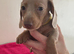 Minature Dachshunds