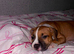Beautiful boy pup