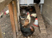 Job lot of chickens to go
