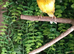 Diffrent canaries