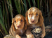 2 red cocker spaniel girls ready now