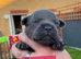 6 champion Staffordshire bull terriers looking for there fur-ever home