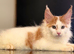 Tica registered maine coon kittens