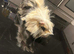 Long haired guinea pig