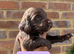 6 beautiful sprocker