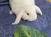 Baby mini lops