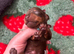 Miniature dachshund