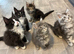 AMAZING TICA REGISTERED MAINE COON KITTENS