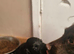 Kc cocker spaniel puppy