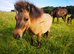 Lovely Golden 6 yr old Gelded Dun Mini Shetland for sale