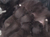 Ragdoll Cross Egyptian Mau Cross Kittens