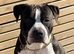 Enzo is looking for a loving family