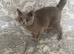 British shorthair