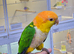 Baby Yellow Thigh Caique,7