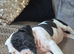 Bullpei puppy