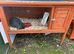 Mini lops for sale