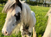 Rhubarb the piebald cob colt