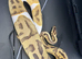 3 year old pastel pied python with large exoterra and stand