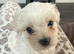 Beautiful full pedigree Maltese puppies