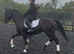 Successful competition horse