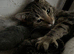 9 kittens available