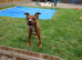 Staffordshire bull terrier x presa canarro
