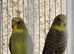 Black wing budgies