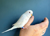 9 Young Budgies – Mixed Sexes & Various Colours – Ready Now