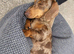 Mini dachshund female