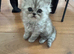 Persian chinchilla pure kittens for sale x3 males