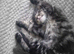Sweet tabby boy
