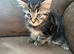 Kittens for sale
