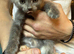 Kittens