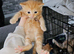 Mixed litter kittens ( ginger females)